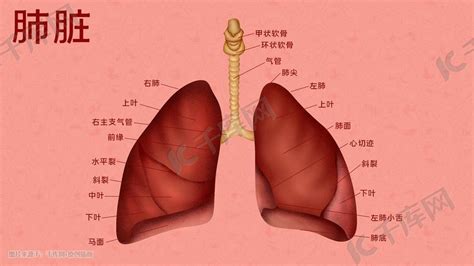 肺 位置|肺部